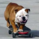 Tiere haben keine Seele. Oder etwa doch?! Tiere haben keine Seele. Oder etwa doch?!