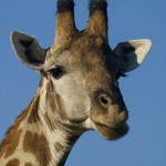 Giraffe Marius ist tot! Giraffe Marius ist tot!