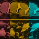 Glauben Fische an einen Ozean? Glauben Fische an einen Ozean?