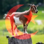 Tiere und Fleischessen im Islam Tiere und Fleischessen im Islam